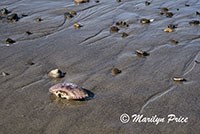 Pebbles and crab shell, Neskowin Beach, OR