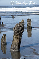 Ghost Forest, Neskowin Beach, OR