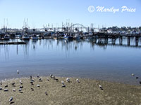 Fishing boats at the dock with bridge in background, Yaquina Bay, Newport, OR