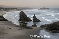 Sea stacks, Face Rock Scenic Viewpoint, Bandon, OR