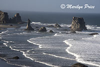 Sea stacks and waves, Coquille Point, Bandon, OR