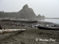 Foggy beach and driftwood logs, Harris Beach, OR