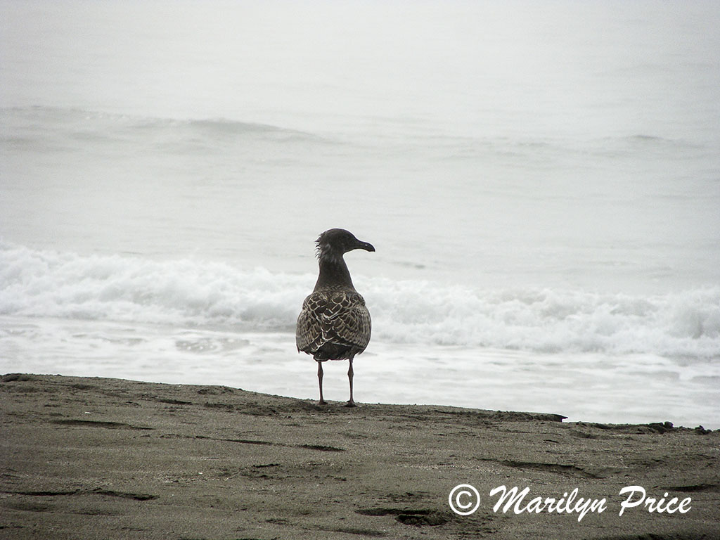 Sea gull watching the waves, Harris Beach, OR