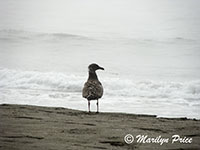 Sea gull watching the waves, Harris Beach, OR