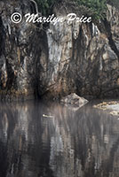 Sea stack reflected in a tide pool, Harris Beach, OR