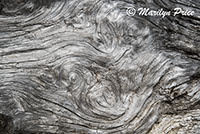 Patterns in the driftwood, Harris Beach, OR