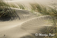 Sand dunes and grasses, Cape Sebastian, OR