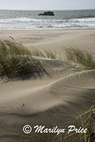 Sand dunes and grasses, Cape Sebastian, OR