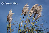 Grasses, Cape Sebastian, OR