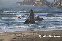 Sea stacks and waves, Face Rock Scenic Viewpoint, Bandon, OR