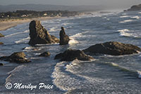 Sea stacks and waves, Face Rock Scenic Viewpoint, Bandon, OR