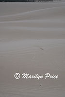 Patterns in the sand, John Dellenback Dunes, OR