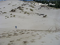 Marilyn near the bottom of the tall dunes, John Dellenback Dunes, OR