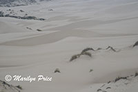 Grasses and dunes, John Dellenback Dunes, OR