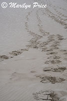 Footprints in the dunes, John Dellenback Dunes, OR