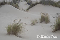 Grasses and dunes, John Dellenback Dunes, OR