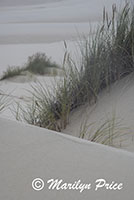 Grasses and dunes, John Dellenback Dunes, OR