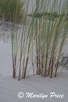 Grasses and dunes, John Dellenback Dunes, OR