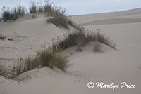 Grasses and dunes, John Dellenback Dunes, OR