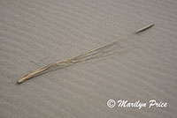 Dried grass stalk and ripples in the sand, John Dellenback Dunes, OR