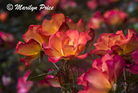 Roses, Shore Acres State Park, OR