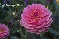 Dahlias, Shore Acres State Park, OR