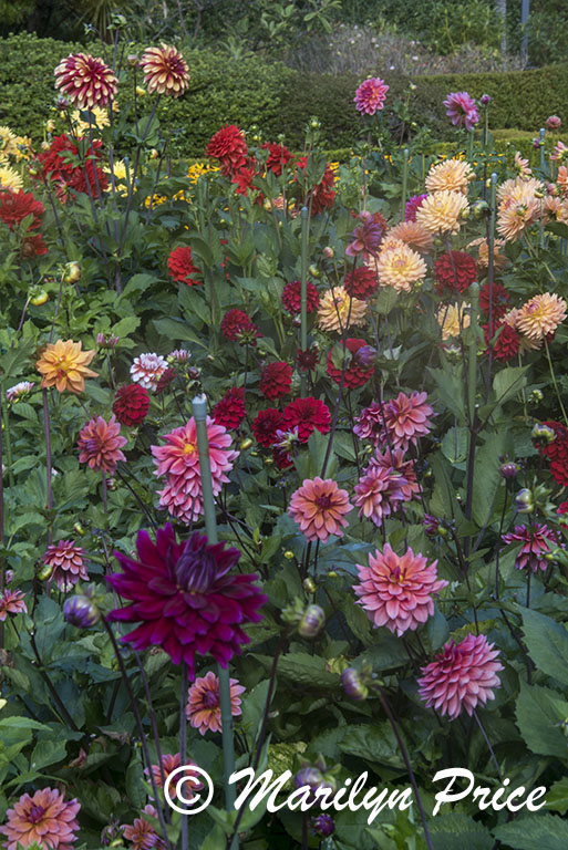Dahlias, Shore Acres State Park, OR