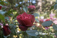 Hot Cocoa rose (floribunda), Shore Acres State Park, OR