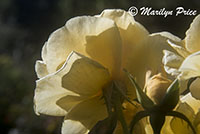 Sunshine Daydream rose (grandiflora), Shore Acres State Park, OR