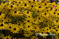 Rudbeckia, Shore Acres State Park, OR