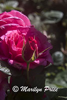 Roses, Shore Acres State Park, OR