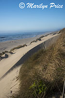 Grasses, dunes, and ocean, South Jetty and Dunes, OR