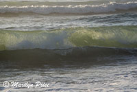 Waves, South Jetty and Dunes, OR