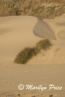 Grasses and dunes, South Jetty and Dunes, OR