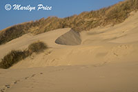 Grasses and dunes, South Jetty and Dunes, OR