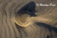 Patterns in the sand, South Jetty and Dunes, OR