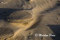 Patterns in the sand, South Jetty and Dunes, OR