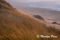 Sunset with sand dunes and grasses, South Jetty and Dunes, OR