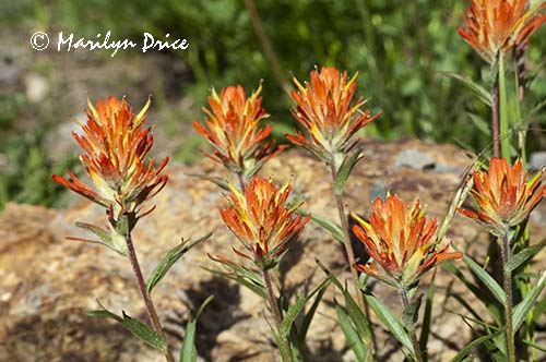 Orange paintbrush, Yankee Boy Basin, near Ouray, CO