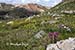 Rosy paintbrush and other wildflowers with mountains, near Ouray, CO