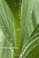 Cornhusk Lily and raindrops, Yankee Boy Basin, near Ouray, CO