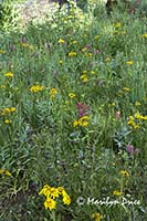 A meadow of wildflowers, Yankee Boy Basin, near Ouray, CO