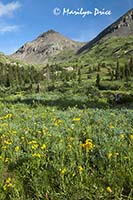 A meadow of wildflowers and mountains, Yankee Boy Basin, near Ouray, CO