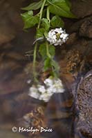 Flowers caught in a cascade, Yankee Boy Basin, near Ouray, CO