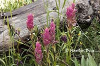 Rosy Painbrush, Yankee Boy Basin, near Ouray, CO