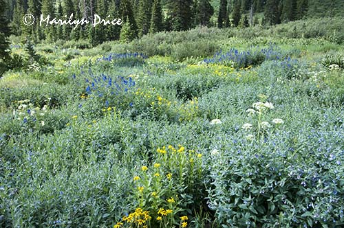 A meadow of wildflowers, Yankee Boy Basin, near Ouray, CO