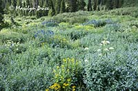 A meadow of wildflowers, Yankee Boy Basin, near Ouray, CO