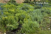 A meadow of wildflowers, Yankee Boy Basin, near Ouray, CO