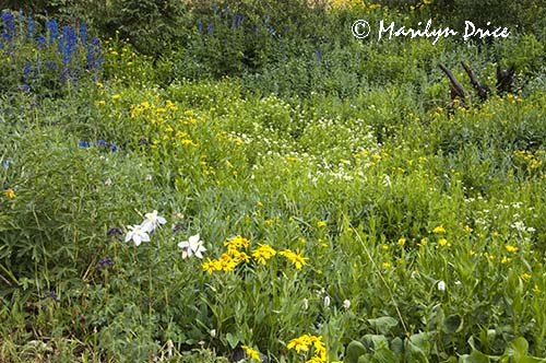 A meadow of wildflowers, Yankee Boy Basin, near Ouray, CO