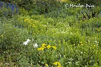 A meadow of wildflowers, Yankee Boy Basin, near Ouray, CO